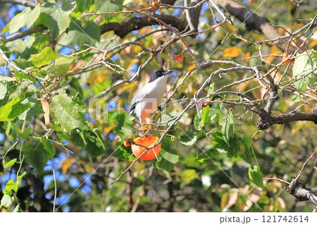 柿の実を食べrるオナガ 121742614