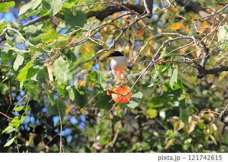 柿の実を食べrるオナガ 121742615