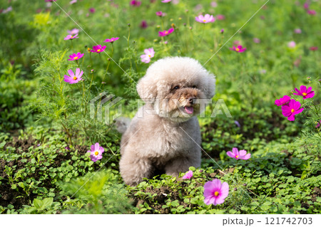 コスモス畑とトイプードル 121742703