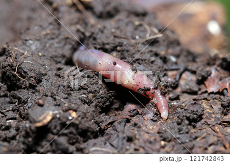 森の肥えた土から顔を出す艶やかなアズキピンク色の日本ミミズ（自然光+ストロボマクロ接写） 121742843