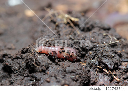 自然林の肥えた土から顔を出す艶やかなアズキピンク色の日本ミミズ（自然光+ストロボマクロ接写） 121742844