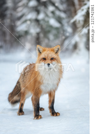 A red fox stands gracefully in a snowy forest, highlighting its vibrant fur and alert demeanor during winter A red fox stands gracefully in a snowy forest, highlighting its vibrant fur and alert demeanor during winter 121742861