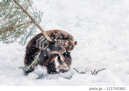 A brown bear playfully interacts with a fallen tree branch in the snowy wilderness during winter 121742862