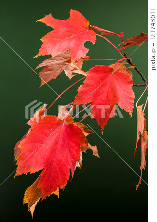 Red Maple Leaves on green Background 121743011
