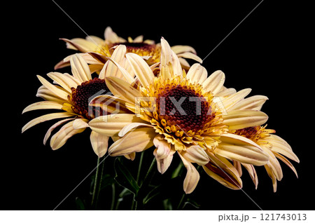 Dew-Kissed brown Osteospermum on black background Dew-Kissed brown Osteospermum on black background 121743013