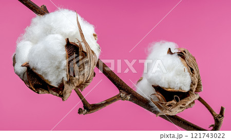Cotton Bolls on Branch on pink background 121743022