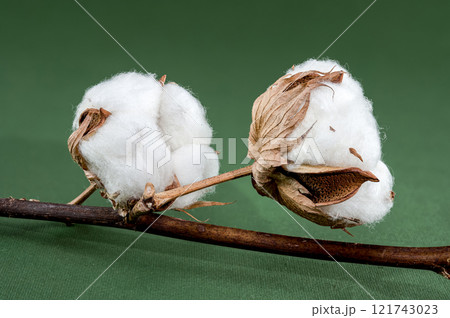 Cotton Bolls on Branch on green background Cotton Bolls on Branch on green background 121743023