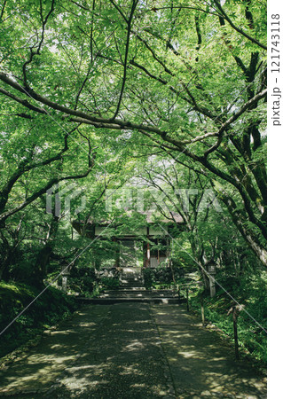 新緑の常寂光寺 121743118