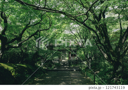 新緑の常寂光寺 新緑の常寂光寺 121743119