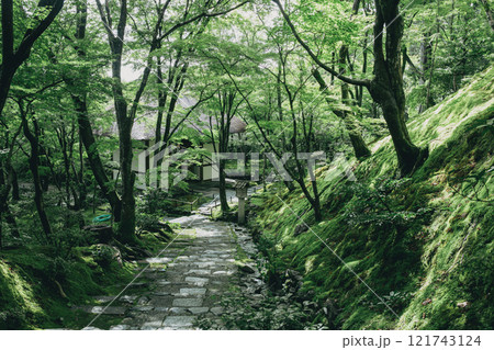 新緑の常寂光寺 121743124