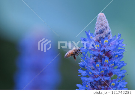 ポンテデリアの蜜を狙う蜜蜂 ポンテデリアの蜜を狙う蜜蜂 121743285