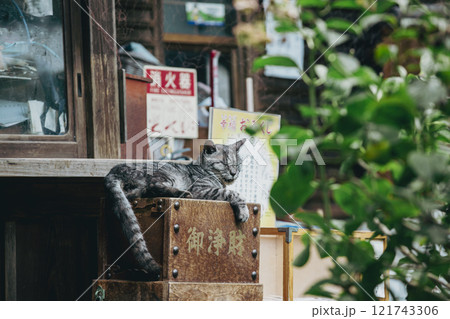 梅宮大社の猫 121743306