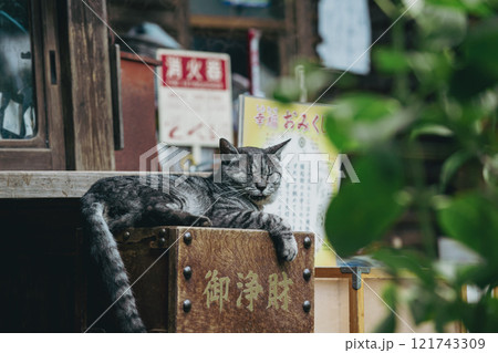 梅宮大社の猫 梅宮大社の猫 121743309