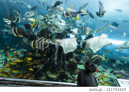 View of the fishes at the Underwater Tunnel at the National Museum of Marine Biology and Aquarium in Kenting National Park of Pingtung, Taiwan. 121743429