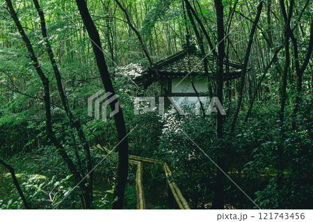 新緑の滝口寺 新緑の滝口寺 121743456