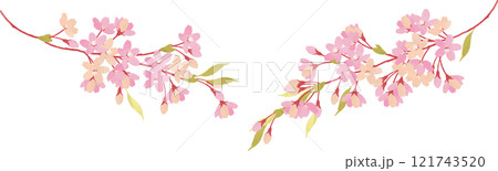 満開の桜の枝のイラスト 満開の桜の枝のイラスト 121743520