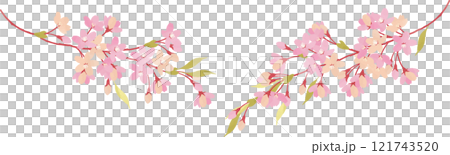 満開の桜の枝のイラスト 満開の桜の枝のイラスト 121743520