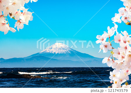 桜咲く新春の富士山 桜咲く新春の富士山 121743579