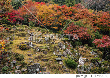 常照皇寺の紅葉 121743629