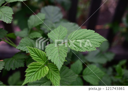 The first young raspberry leaves. An antioxidant. Herbal tea. Close-up of new leaves. Blurred background. 121743861