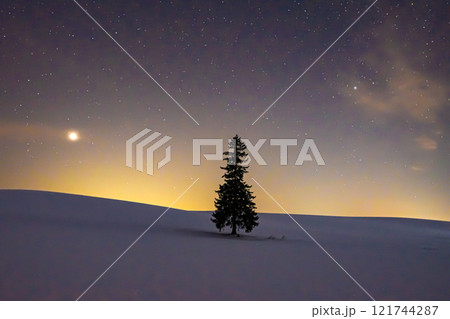 美瑛　夜のクリスマスツリーの木 121744287