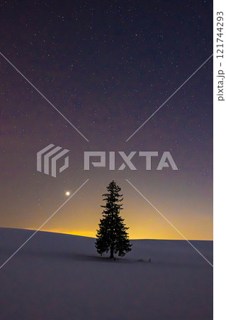 美瑛　夜のクリスマスツリーの木 121744293