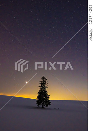 美瑛　夜のクリスマスツリーの木 121744295