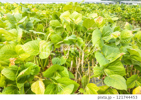 Close-up of adzuki pods growing in the farmland of Wandan, Pingtung, Taiwan. 121744453