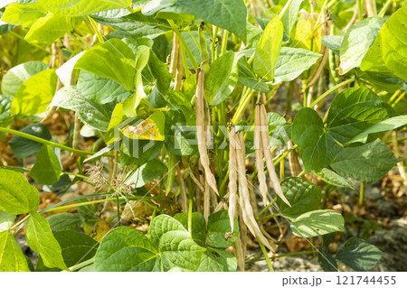 Close-up of adzuki pods growing in the farmland of Wandan, Pingtung, Taiwan. 121744455