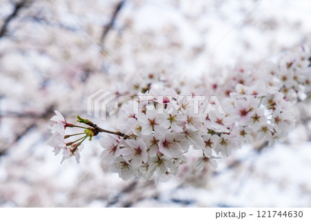 満開の桜 121744630