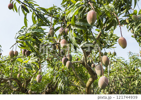 Close-up of the mango fruits on the mango tree in Tainan, Taiwan. Close-up of the mango fruits on the mango tree in Tainan, Taiwan. 121744939