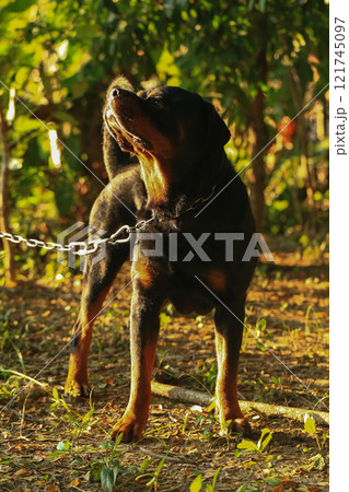 Rottweiler in the garden at sunset. Rottweiler dog lying on the floor and yawning 121745097
