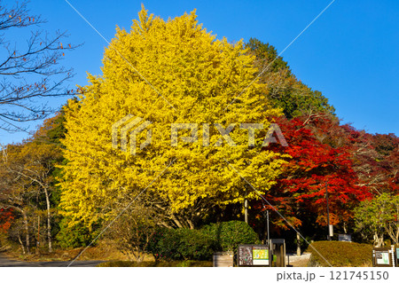 静岡県伊豆市修善寺　修善寺自然公園もみじ林入口の大イチョウとモミジ、紅葉と黄葉の景色 121745150
