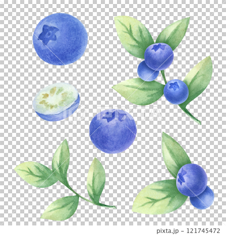 Blueberry watercolor illustration set isolated from background. Hand drawn juicy wild berry bilberry. Fetuses and leaves. For kitchen textile, food packaging, healthy food recipes, menu and cookbooks. Blueberry watercolor illustration set isolated from background. Hand drawn juicy wild berry bilberry. Fetuses and leaves. For kitchen textile, food packaging, healthy food recipes, menu and cookbooks. 121745472