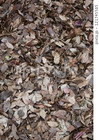 落ち葉 落ち葉 121745585