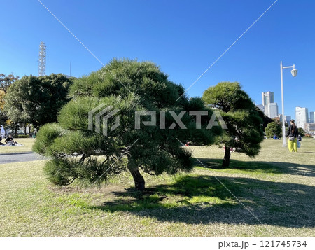 Japanese pine tree in Yokohama waterfront park Japanese pine tree in Yokohama waterfront park 121745734