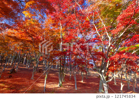 静岡県伊豆市修善寺 紅葉の名所修善寺自然公園もみじ林の真っ赤に紅葉したモミジと敷紅葉 静岡県伊豆市修善寺 紅葉の名所修善寺自然公園もみじ林の真っ赤に紅葉したモミジと敷紅葉 121745834