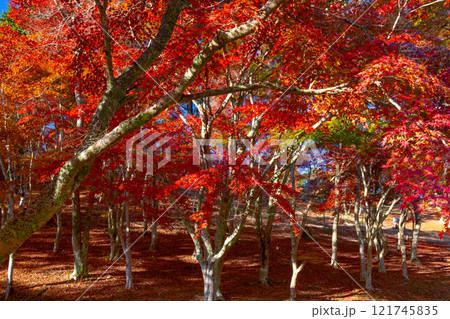 静岡県伊豆市修善寺　紅葉の名所修善寺自然公園もみじ林の真っ赤に紅葉したモミジと敷紅葉 121745835