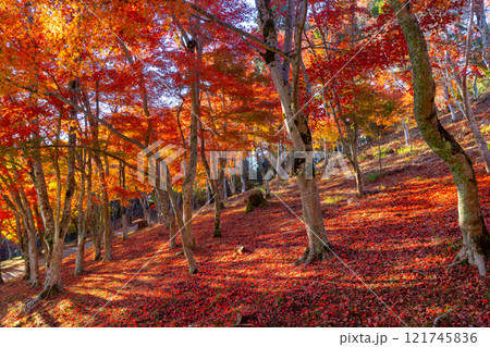 静岡県伊豆市修善寺 紅葉の名所修善寺自然公園もみじ林の真っ赤に紅葉したモミジと敷紅葉 静岡県伊豆市修善寺 紅葉の名所修善寺自然公園もみじ林の真っ赤に紅葉したモミジと敷紅葉 121745836