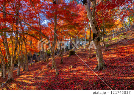 静岡県伊豆市修善寺 紅葉の名所修善寺自然公園もみじ林の真っ赤に紅葉したモミジと敷紅葉 静岡県伊豆市修善寺 紅葉の名所修善寺自然公園もみじ林の真っ赤に紅葉したモミジと敷紅葉 121745837