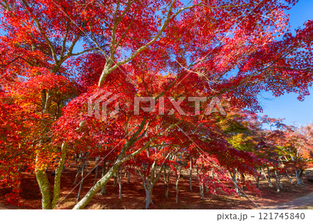 静岡県伊豆市修善寺　紅葉の名所修善寺自然公園もみじ林の真っ赤に紅葉したモミジと敷紅葉 121745840