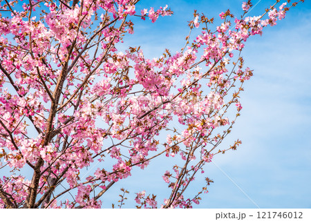 Horizontal photo of blooming sakura branches with pink flowers against a blue sky. Ample empty space for text or logo, perfect for spring-themed designs or backgrounds Horizontal photo of blooming sakura branches with pink flowers against a blue sky. Ample empty space for text or logo, perfect for spring-themed designs or backgrounds 121746012