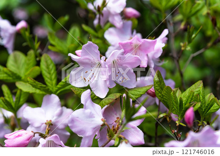 Rhododendron schlippenbachii, also called royal azalea, blooming in spring on the Russian Far East Rhododendron schlippenbachii, also called royal azalea, blooming in spring on the Russian Far East 121746016