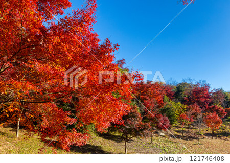 静岡県伊豆市修善寺 修善寺自然公園もみじ林の丘の斜面の紅葉したモミジ 静岡県伊豆市修善寺 修善寺自然公園もみじ林の丘の斜面の紅葉したモミジ 121746408
