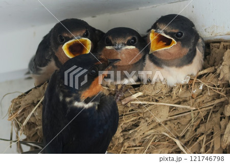 ツバメの巣　成長した雛　巣立ちが近い　親鳥が餌を運ぶ　 121746798