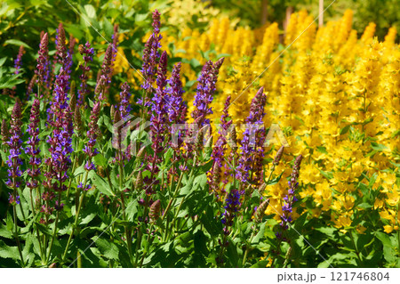 Gardening,landscaping.Loosestrife,sage flowers in the city park Gardening,landscaping.Loosestrife,sage flowers in the city park 121746804