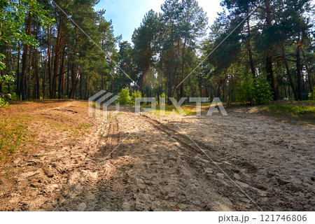Summer rural forest road, pines on a warm day. Summer rural forest road, pines on a warm day. 121746806