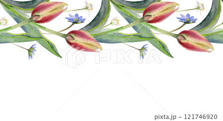 Spring flowers, yellow and red tulip, blue hepatica forget-me-not, white forest anemone primrose, grass, hand drawn in watercolor. Seamless banner illustration. Wedding, florist shop, stationery. 121746920