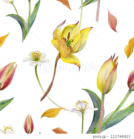 Spring flowers, yellow and red tulip, white forest anemone primrose bloodroot, hand drawn in watercolor. Botanical illustration seamless pattern, bulbous wildflowers. Wedding stationery, florist shop. Spring flowers, yellow and red tulip, white forest anemone primrose bloodroot, hand drawn in watercolor. Botanical illustration seamless pattern, bulbous wildflowers. Wedding stationery, florist shop. 121746921