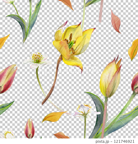 Spring flowers, yellow and red tulip, white forest anemone primrose bloodroot, hand drawn in watercolor. Botanical illustration seamless pattern, bulbous wildflowers. Wedding stationery, florist shop. Spring flowers, yellow and red tulip, white forest anemone primrose bloodroot, hand drawn in watercolor. Botanical illustration seamless pattern, bulbous wildflowers. Wedding stationery, florist shop. 121746921